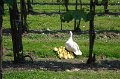 08 Unterwegs eine Ente mit Nachwuchs